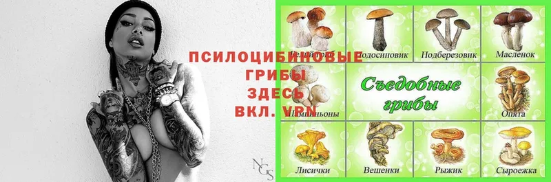 Галлюциногенные грибы Psilocybine cubensis  Тосно 